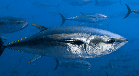 Aquaculture Fish