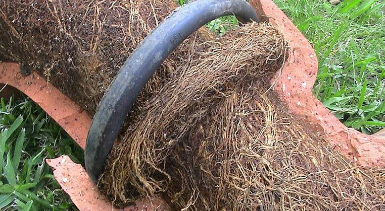 Avoid tree roots with hdpe pipe